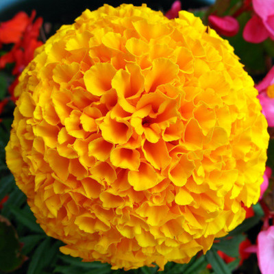 Biocarve Marigold Orange Seed(50 per packet)