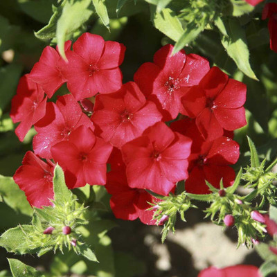

Biocarve Phlox Beauty Scarlet Red Seed(200 per packet)