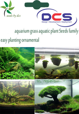 

DCS Grees Seed(10 per packet)