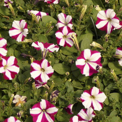 

Biocarve Petunia NC Stars Mix Seed(200 per packet)