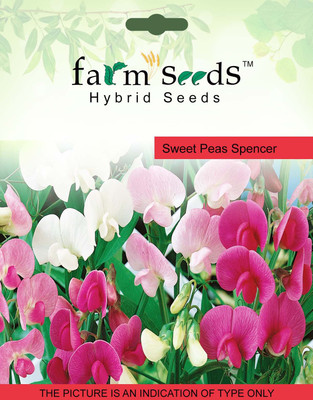 FARM SEEDS Sweet peas Spencer Seed(50 per packet)
