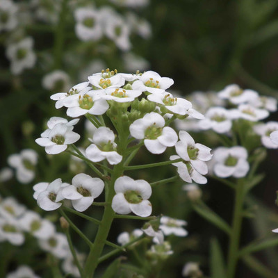 

Biocarve Alyssum Sweet White Seed(200 per packet)