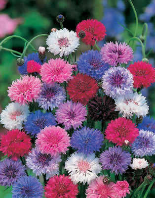 

Bio Kisan Flower Seed(50 per packet)