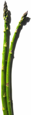 

Amir Enterprises Asparagus Seed(20 Per Packet)