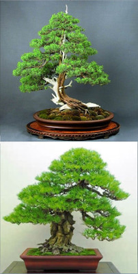 

Rainbow Spring Seeds Bonsai Juniper And Pinus Thunbergii Tree Seed(10 per packet)