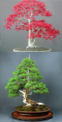 

Rainbow Spring Seeds Bonsai Red Maple Bonsia And Juniper Seed(10 per packet)