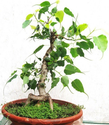SaaHeli Ficus Religiosa Seed(10 per packet)