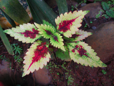 

Saaheli Mayana Herb Plant Seeds Seed(10 per packet)