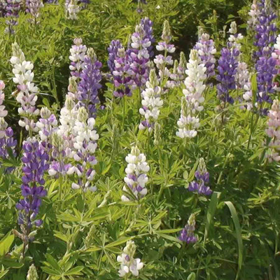 

Biocarve Lupin pixie Dwarf Mix Seed(100 per packet)