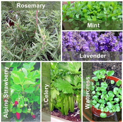

Biocarve Best Selling Herbs Kit Seed(6 per packet)