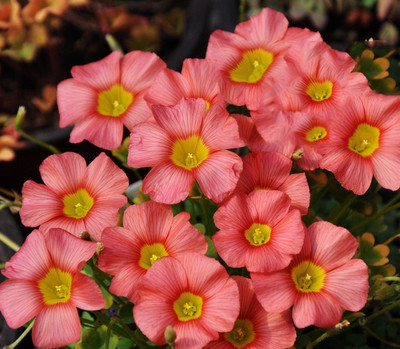 

Futaba Oxalis obtusa ceres Seed(50 per packet)