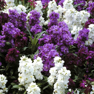 

Biocarve Stocks - Matthiola Seed(50 per packet)