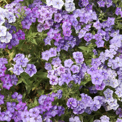 

Biocarve Phlox Beauty Blue Seed(200 per packet)