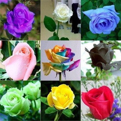 

National Gardens Rose Seeds Combo - 9 Types - 90 Seeds by National Gardens Seed(90 per packet)