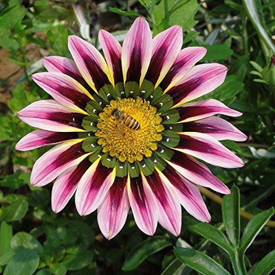 

Futaba Purple Stripes Daisy Flower Seeds Seed(100 per packet)
