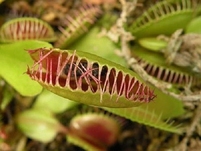 

National Gardens Venus Flytrap Seeds - Dionaea muscipula by National Gardens Seed(5 per packet)