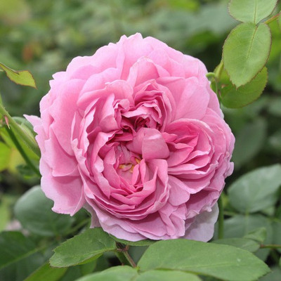 

E Garden English Seed(15 per packet)