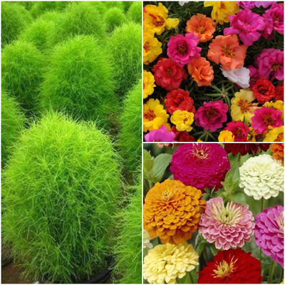 

Biocarve Best Selling Summer flower kit Seed(3 per packet)