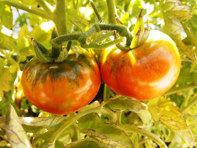 

Cocogarden Tomato Seed(50 per packet)