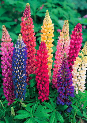 

Real Seed Lupins Premium Mixed Hybrid Imported Flower Seeds Seed(30 Per Packet)
