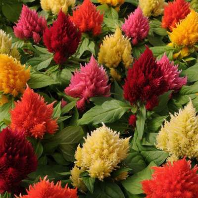 

Farm Seeds Celosia Mixed Seed(100 per packet)