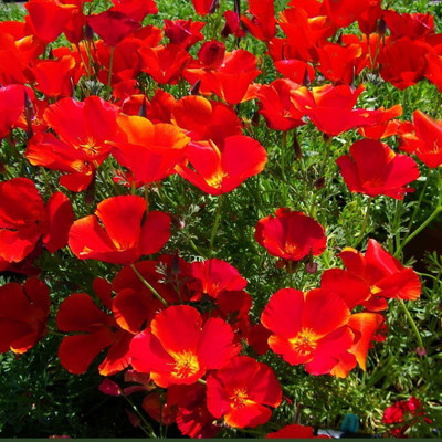 

Saaheli Flower Seed Seed(10 per packet)