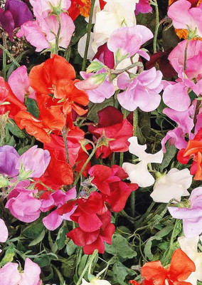 Real Seed Clarkia Seed(100 per packet)
