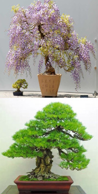 

Rainbow Spring Seeds Bonsai Wisteria Tree And Pinus Thunbergii Tree Seed(10 per packet)