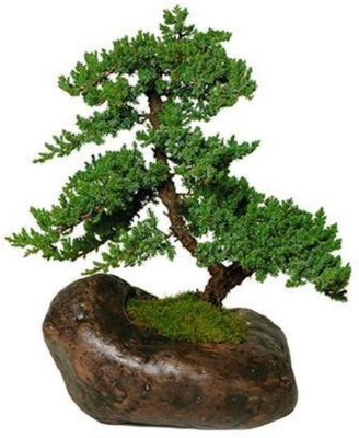 

Nskon Imported Bonsai Beautiful Terry Green Maple Tree Seed(10 per packet)