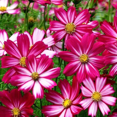 

Nooelec India Cosmos Red Dazzler Seed(20 per packet)