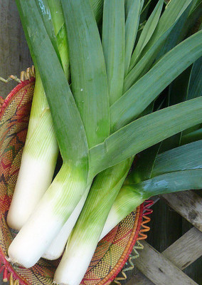 

Real Seed Leek F1 Hybrid Imported Vegetable Seeds Seed(60 per packet)