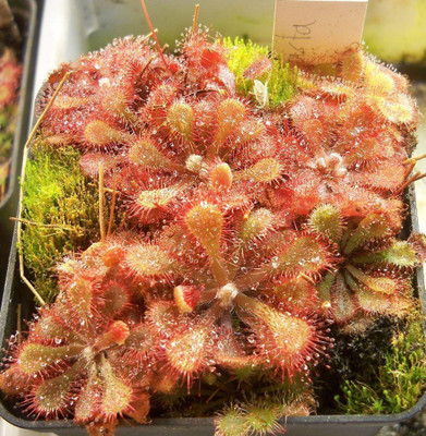 

National Gardens Sundew Seeds - Drosera natalensis by National Gardens Seed(5 per packet)