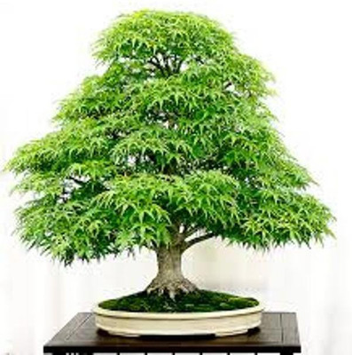 

GREENZ maple Seed(10 per packet)