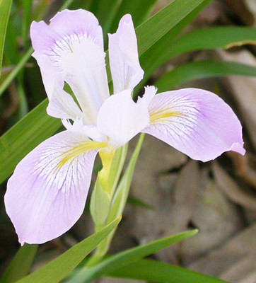 

Futaba Perennial Large Flat Bamboo Orchid Flower Seed(100 per packet)