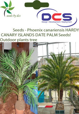

DCS Phoenix canariensis Seed(3 per packet)