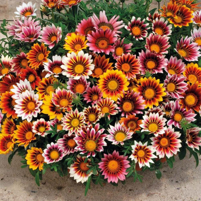 

Saaheli Gazania Flower Seeds Seed(10 Per Packet)