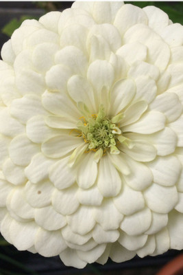 

Seedlings India Zinnia Polar Bear White Hybrid Seed(60 per packet)