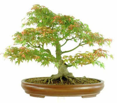 

nskon maple Seed(5 per packet)