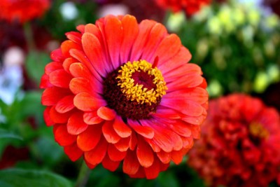 SaaHeli Zinnia Red Flower Seeds Seed(10 per packet)