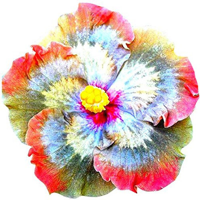 

Futaba Giant Hibiscus Flower Seed(50 per packet)