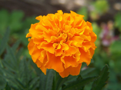 

Eplant Gendha Seed(50 per packet)