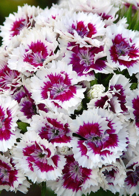Real Seed Dianthus Seed(30 per packet)