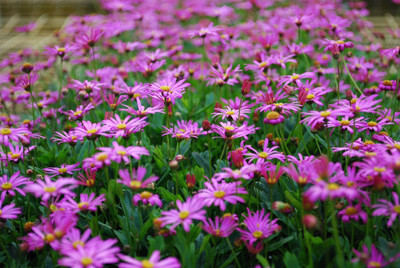 

Amir Enterprises Daisy Flower Seed(20 per packet)