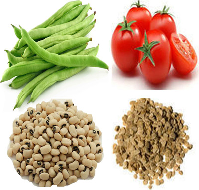 Airex Bean (Lobia), Tomato Seed(15 per packet)
