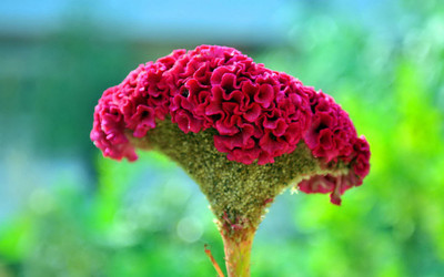

Farm Seeds Cockscomb Jewel Box Seed(100 per packet)