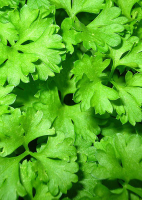 

Real Seed Parsley Forest Green Hybrid Herb Seeds Seed(60 per packet)