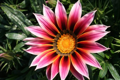 

Saaheli Gazania Seed(10 per packet)