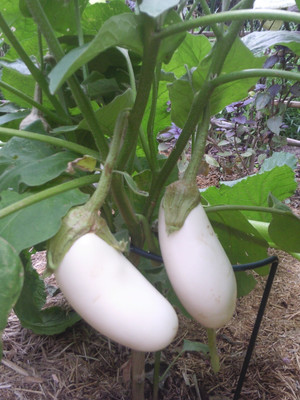 

Farm Seeds Brinjal (White) Seed(100 per packet)