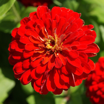 

Bio Kisan Flower Seed(20 per packet)