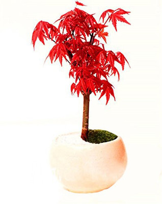 

Futaba Canada Mini Red Maple Bonsai Seeds Seed(20 per packet)